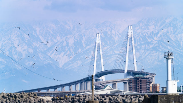 新湊大橋の写真